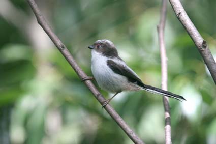 longtailed-tit